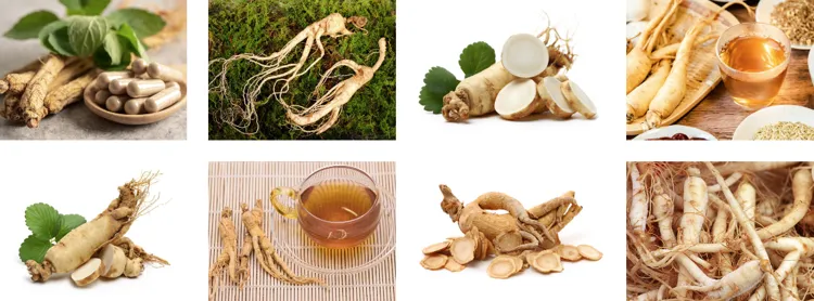 ginseng