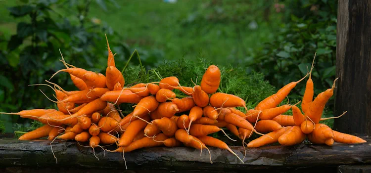 carrots